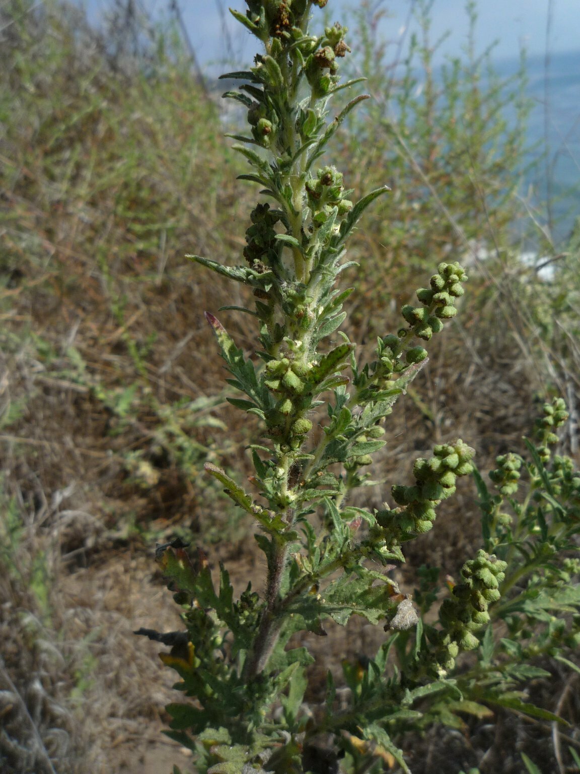 High Resolution Ambrosia psilostachya Fruit